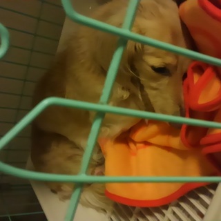 【殺処分ほぼ決定してます】ダックスの老犬、気性荒め