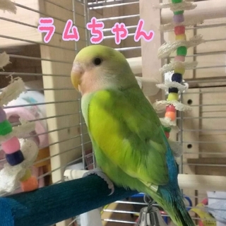 たくさんメールを頂きありがとうございました！！本当に迷いましたが里親さん決めさせて頂きました。皆様には感謝致します。