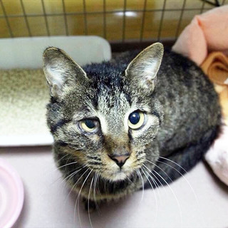 多頭飼いができなくて困っています…