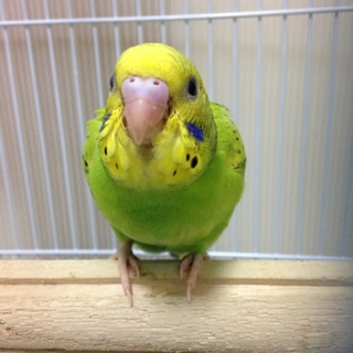 セキセイインコ　メス