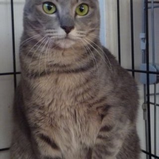 グレー女の子臆病です