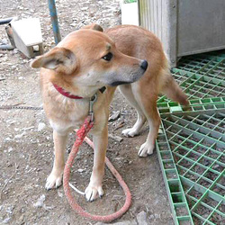 「ミーナの進歩」サムネイル2