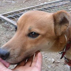 「ミーナの進歩」サムネイル3