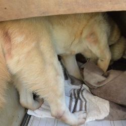 「大五郎」サムネイル2