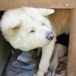 「大五郎」サムネイル3