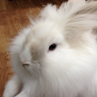 ふ わ ふ わ ♪ミニうさぎ♪