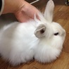 ふ わ ふ わ ♪ミニうさぎ♪ サムネイル3