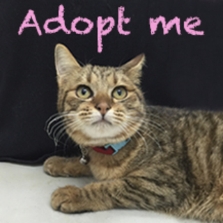 奇跡の生還！家族を必要としています！