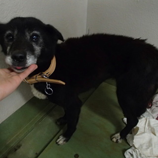 飼い主都合で保健所に・・おばあちゃんワンコ緊急募集