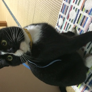 推定3才 ひとが大好き靴下猫