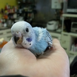 セキセイ里親様決まり、ありがとうございました。