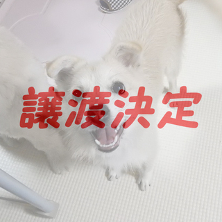 キャロル：小型テリア系ミックス女の子