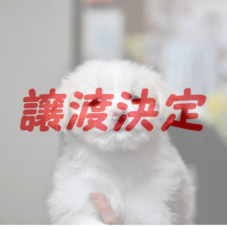 しめじ：ふわふわ雑種子犬