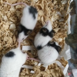 【プラケース付】2014.12.08生まれのパンダマウスです。