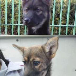 ちょっとビビりな子犬ちゃん、こげ茶姉妹