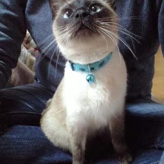 ポインテッドカラーの女の子です。クルンと鍵しっぽです。