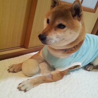 よもぎの家族になっていただけませんか？