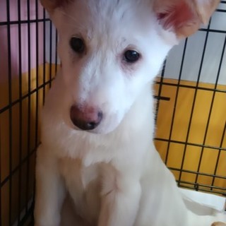 薄いベージュの男の子