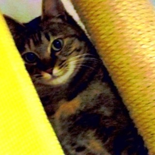 キジメス猫のゴマちゃんの里親様募集！