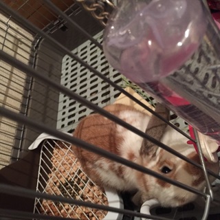 ロップイヤー 4ヶ月の女の子