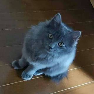 ふわふわ長毛子猫ノエル