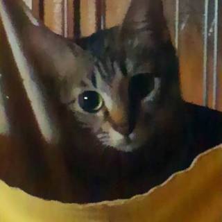 ちょっぴりシャイなミスキャプテン