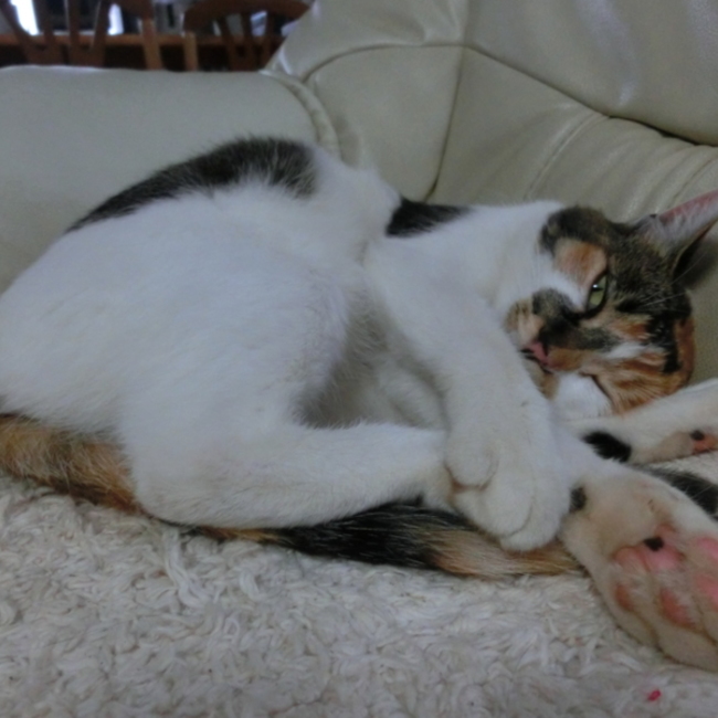 ぷりんさんのカバー写真