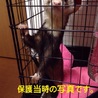 フェレットの新しい飼い主さん募集 サムネイル7