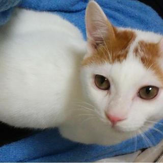 頭の良いねこちゃん