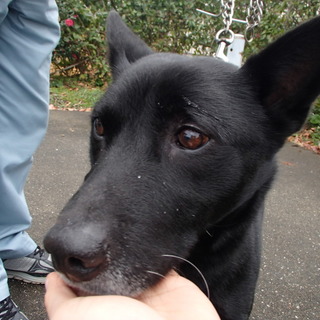 飼い主に見捨てられた6歳の穏やかな男の子です。