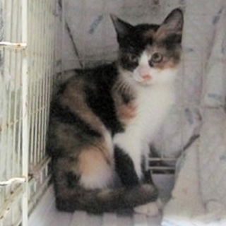 命拾いした三毛子猫