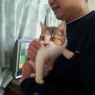 野良猫の産んだ三毛猫美少女猫