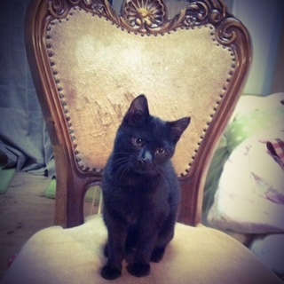 公園に捨てられてた尻尾のながーーいこ