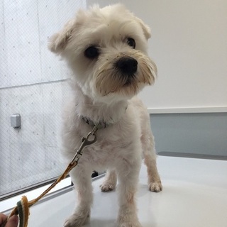 かけはし君　ご家族募集中