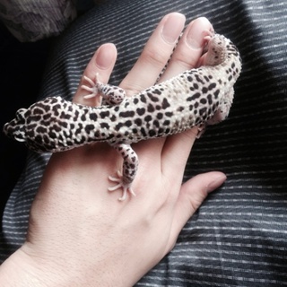 ヒョウモントカゲモドキ 3匹です