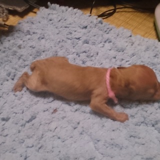 生後60日トイプードル