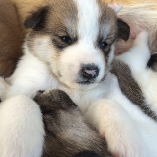 12月23日生まれ 子犬10匹 阿蘇 