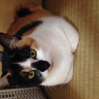 お鼻が可愛い三毛猫生後半年