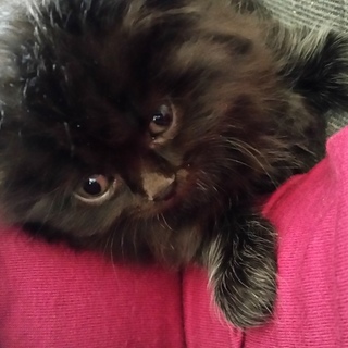 長毛、黒色　子猫　