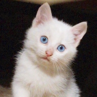 保護ねこの里親さん募集します