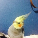 ＜募集一時停止中＞オカメインコ 2才です！！