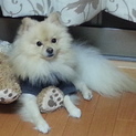白ポメ