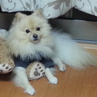 白ポメ