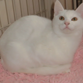 美しき雪の王女、子たまごちゃんです。