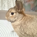 子うさぎ（ﾐﾆｳｻｷﾞ）の里親さん探してます。