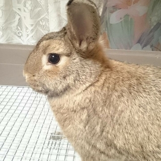 子うさぎ（ﾐﾆｳｻｷﾞ）の里親さん探してます。