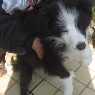 ボーダーコリー　男の子４ケ月　眼が見えません