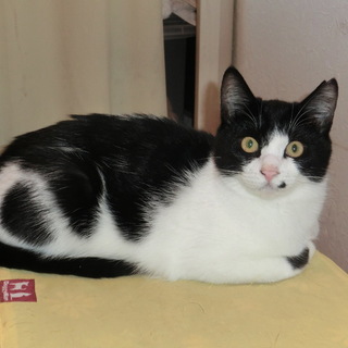 口もとのホクロがチャームポイント、モンローちゃんです。