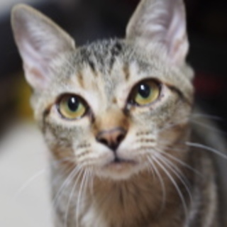 アーモンド型のクリクリお目々★ほまれちゃん