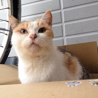 とっても甘えん坊で優しい三毛猫ちゃん！